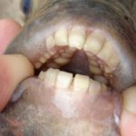 Fish with Human Teeth