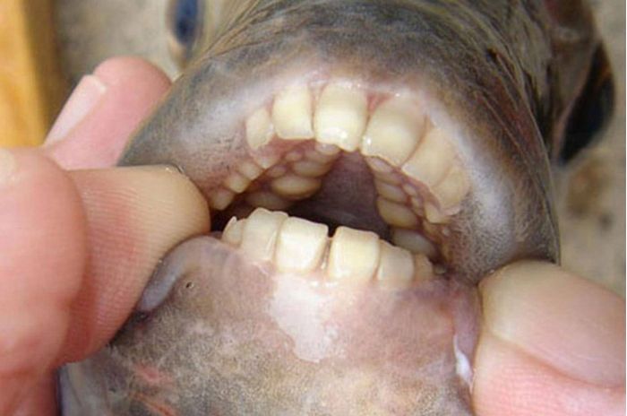 Fish with Human Teeth